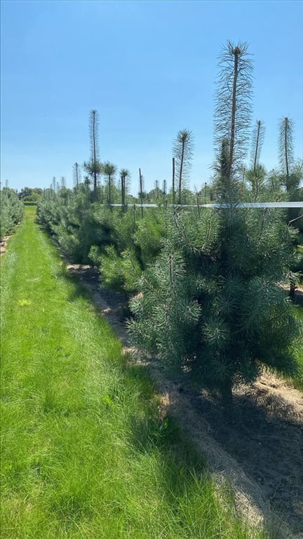 Pinus sylvestris