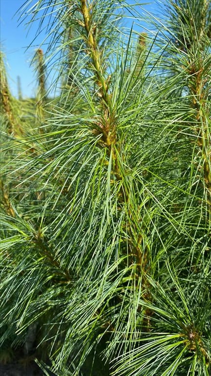 Pinus wallichiana