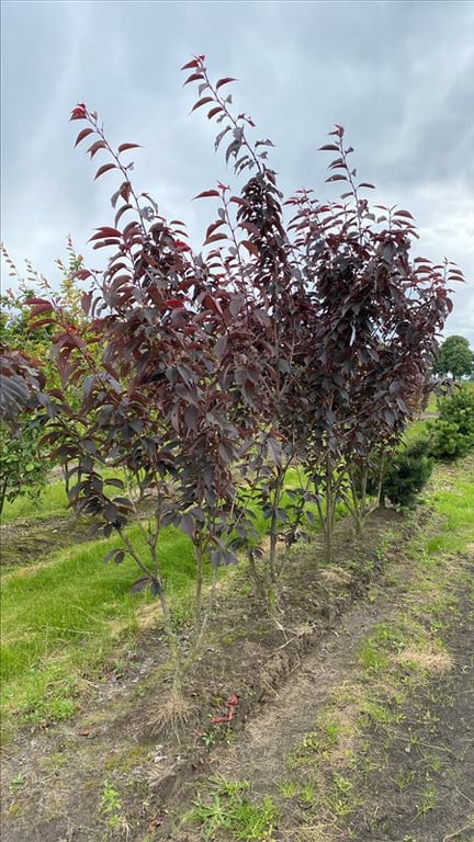 Prunus serr. ‘Royal Burgundy’