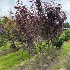 Prunus serr. ‘Royal Burgundy’