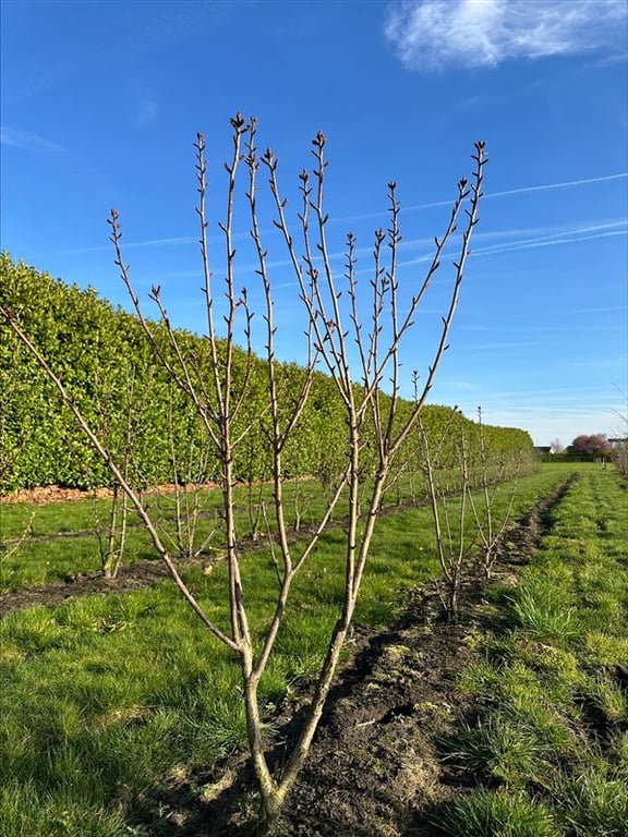 Prunus serr. ‘Royal Burgundy’