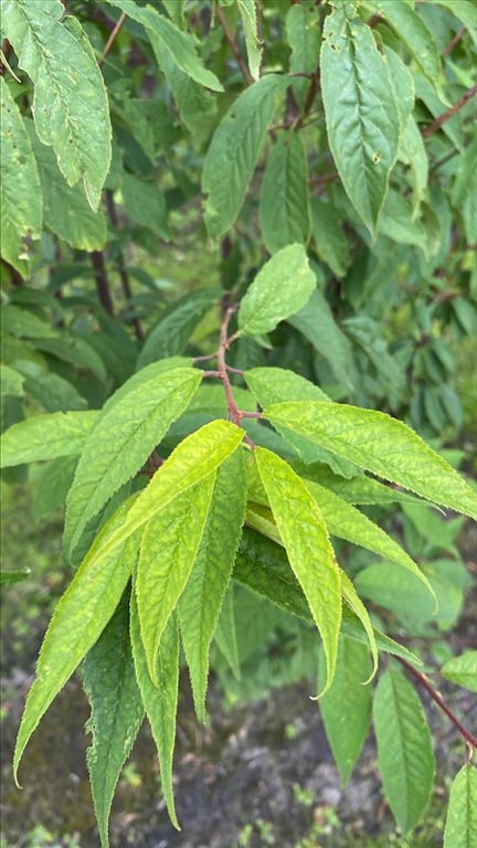 Prunus serrula