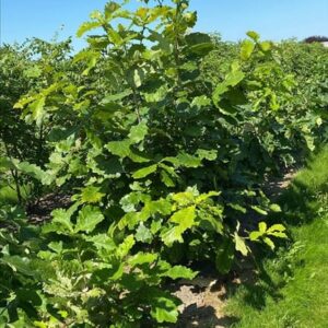 Quercus dentata