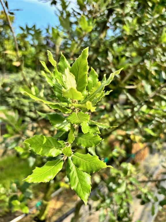 Quercus ilex