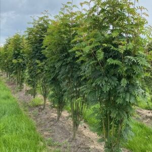 Sorbus aucuparia ‘Autumn Spire’