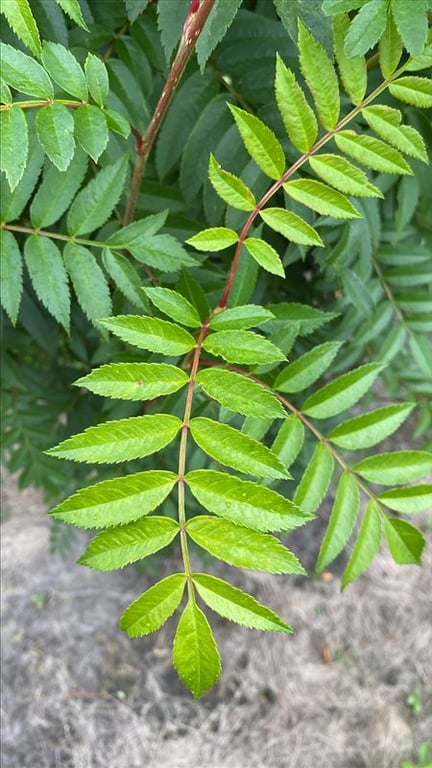 Sorbus aucuparia ‘Autumn Spire’