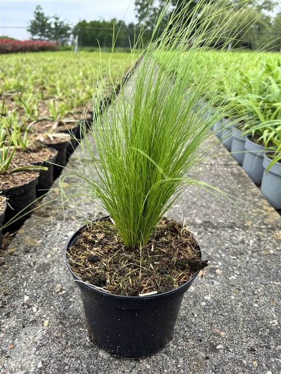 Stipa tenuissima ‘Ponytails’