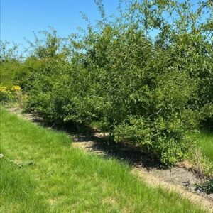 Styrax japonicus