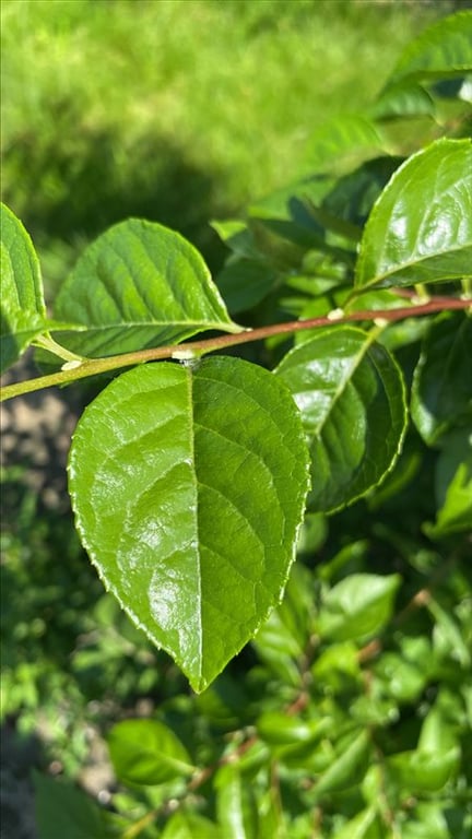 Styrax japonicus