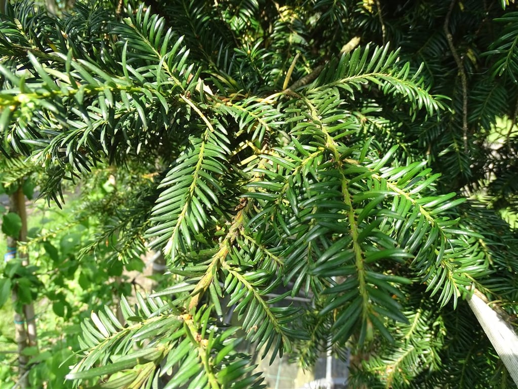 Taxus baccata