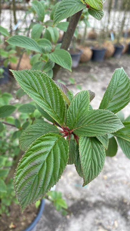 Viburnum bodn. Dawn