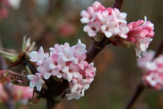 Viburnum bodn. Dawn