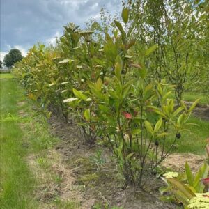 Viburnum nudum