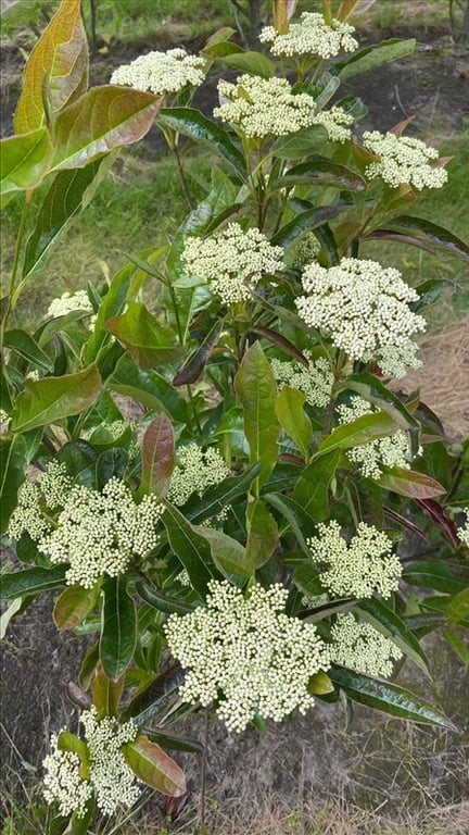 Viburnum nudum