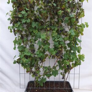 Vitis ‘Boskoop Glory’