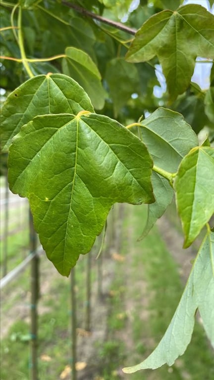 Acer buergerianum