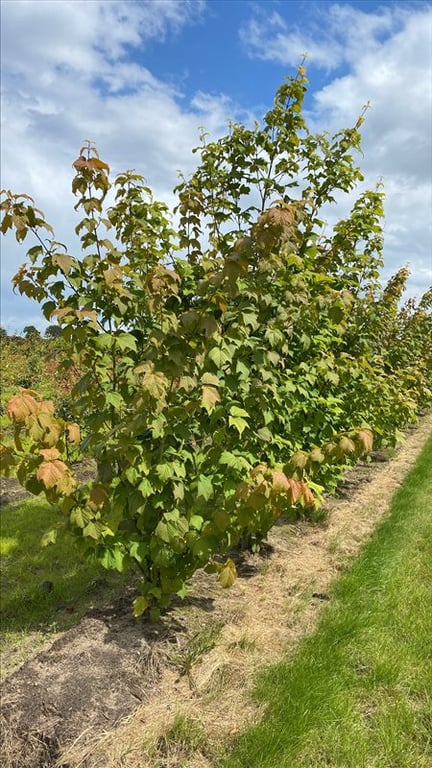 Acer capillipes