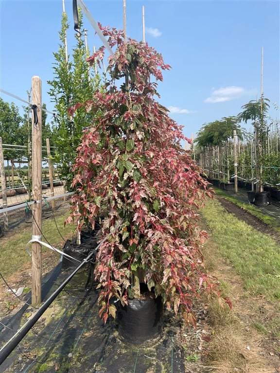 Acer conspicuum ‘Red Flamingo’