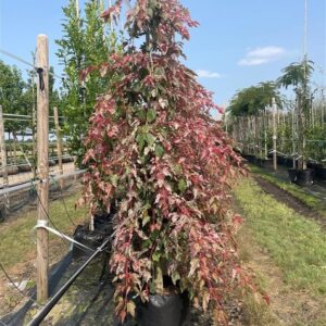 Acer conspicuum ‘Red Flamingo’