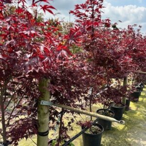 Acer pal. ‘Fireglow’