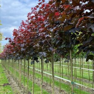 Acer plat. ‘Royal Red’