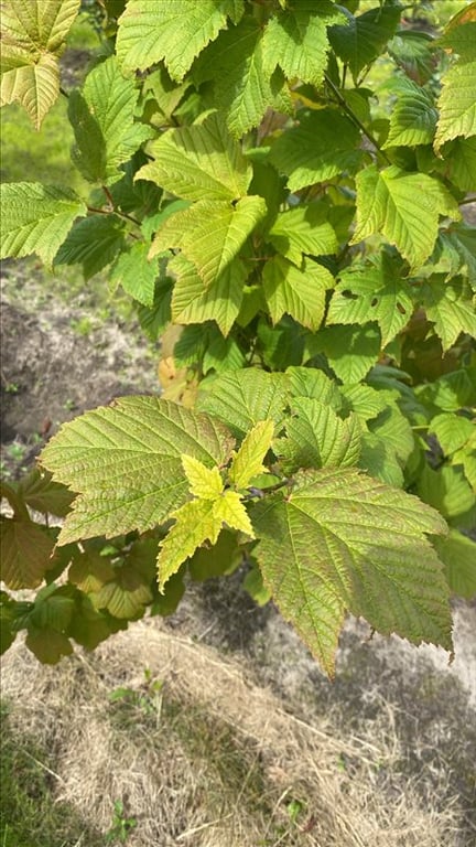 Acer rufinerve