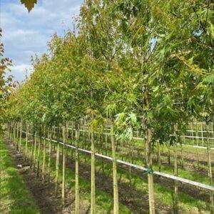 Acer s. ‘Born’s Gracious’