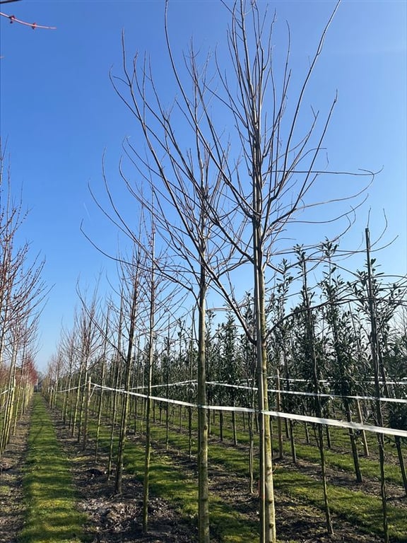 Acer saccharinum