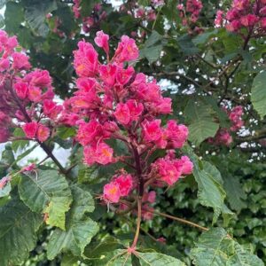 Aesculus carnea ‘Briotii’