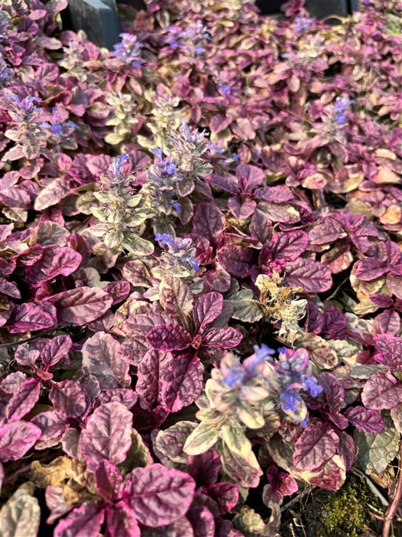 Ajuga reptans ‘Burgundy Glow’