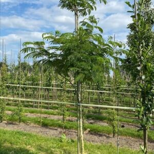 Albizia kalkora