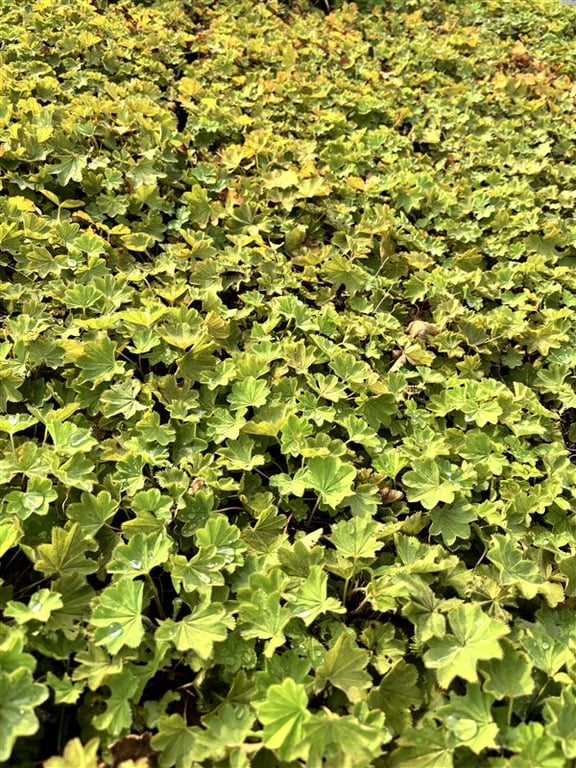 Alchemilla epipsila