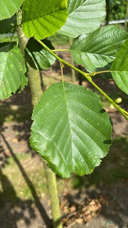 Alnus glutinosa