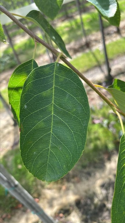 Amelanchier lamarckii