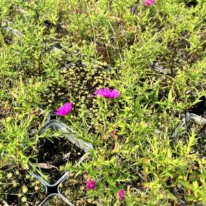 Aster (D) ‘Alice Haslam’