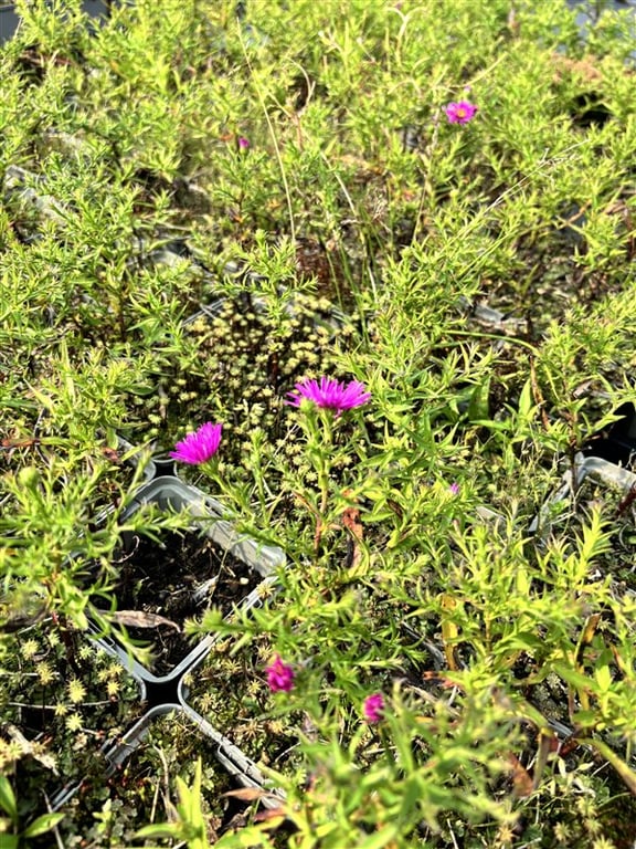 Aster (D) ‘Alice Haslam’