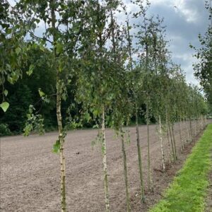 Betula p. ‘Youngii’