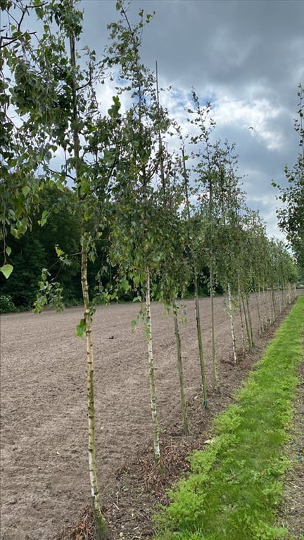 Betula p. ‘Youngii’