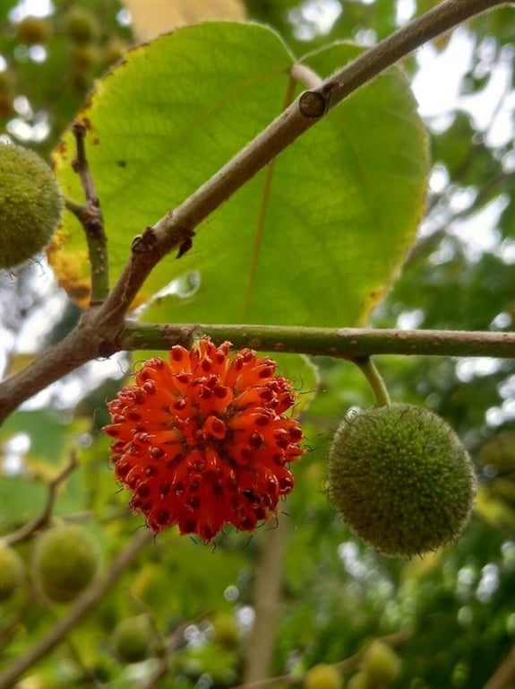 Broussonetia papyrifera