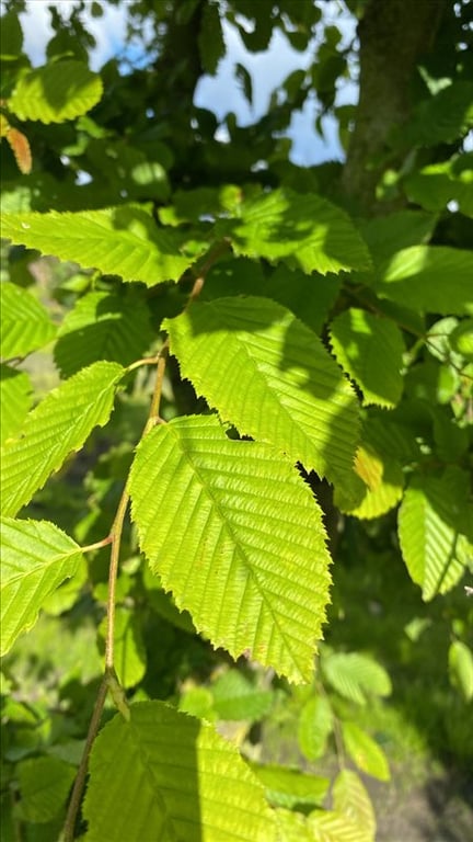 Carpinus betulus