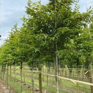 Carpinus japonica