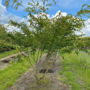 Carpinus japonica