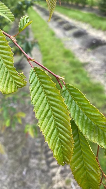 Carpinus japonica