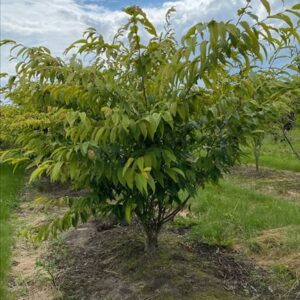 Carpinus japonica ‘Chinese Lantern’