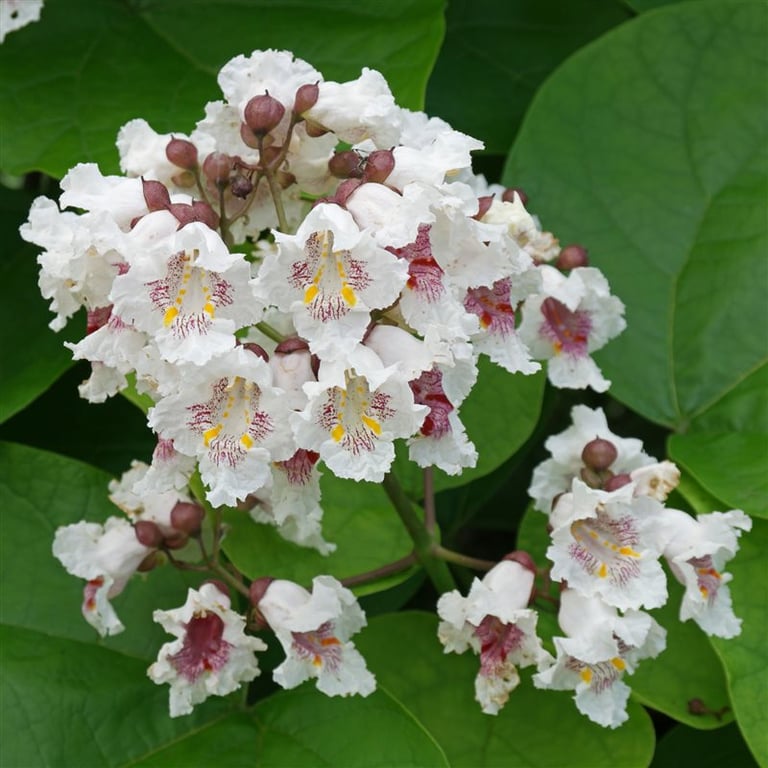 Catalpa bignonioides