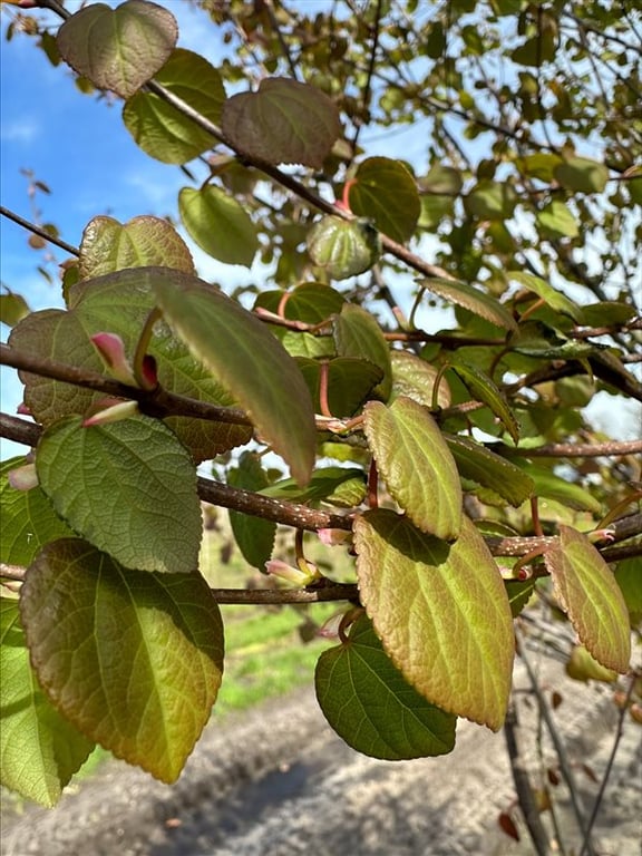 Cercidiphyllum japonicum