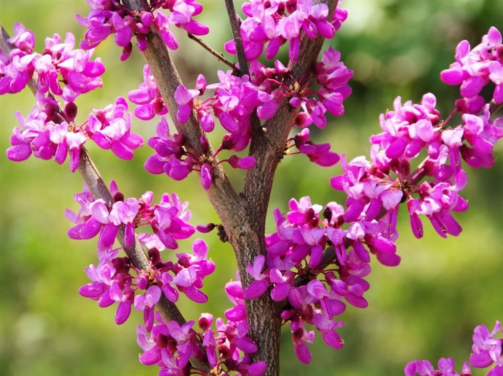 Cercis canadensis