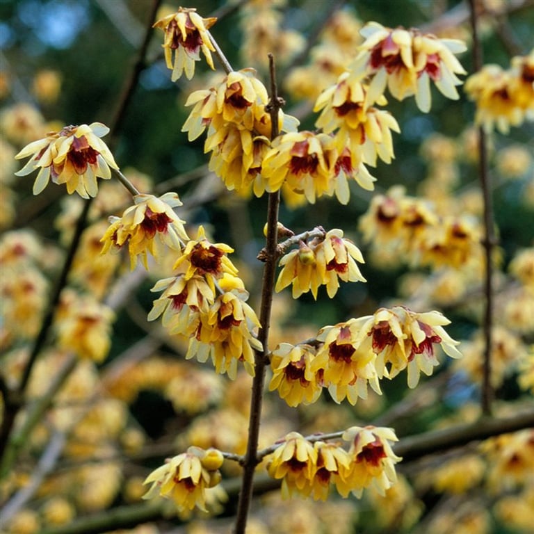 Chimonanthus praecox