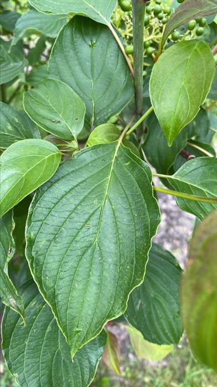 Cornus alternifolia