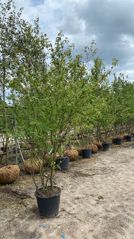 Cornus controversa